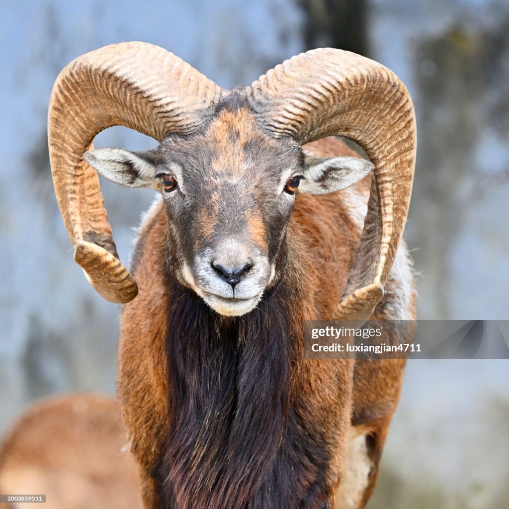 Der Kopf Argali (Dickhornschaf) (Nahaufnahme)