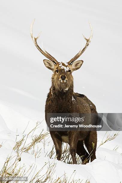 male sika deer (cervus nippon) in snowy landscape, winter - sikahert stockfoto's en -beelden