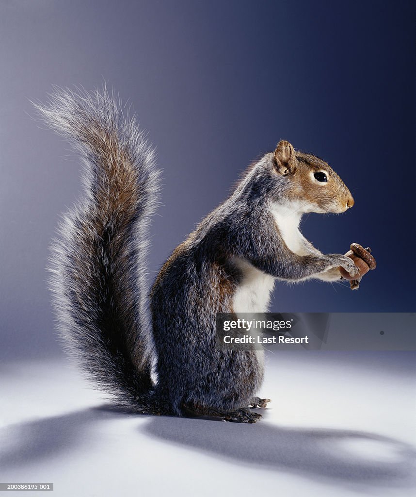 Squirrel with acorn, side view