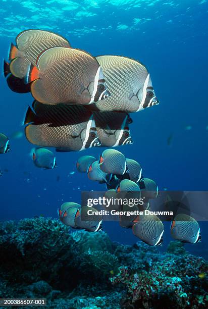 Collared Fish Fish Collar Photos and Premium High Res Pictures - Getty Images