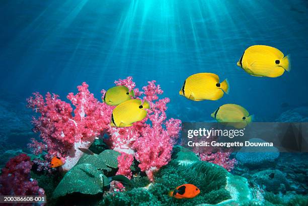 bluespot butterflyfish (chaetodon plebeius) (digital composite) - butterflyfish stock pictures, royalty-free photos & images