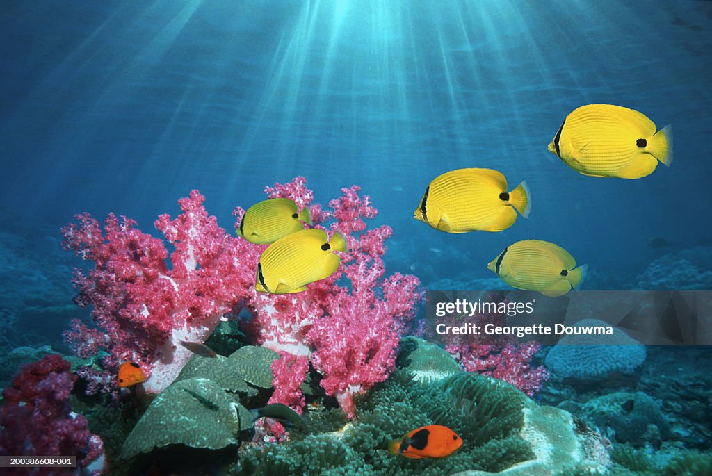 Bluespot butterflyfish (Chaetodon plebeius) (digital composite)