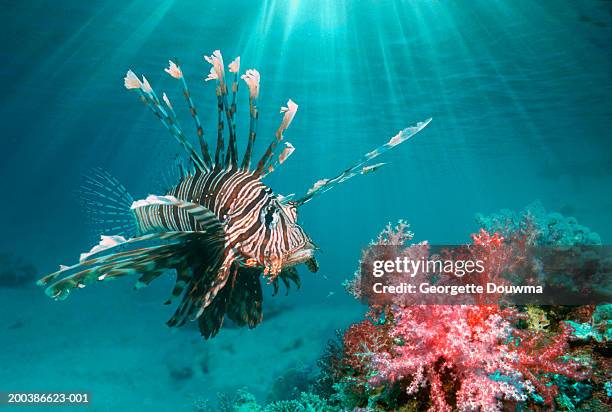 lionfish (pterois volitans) (digital composite) - lion fish stock-fotos und bilder