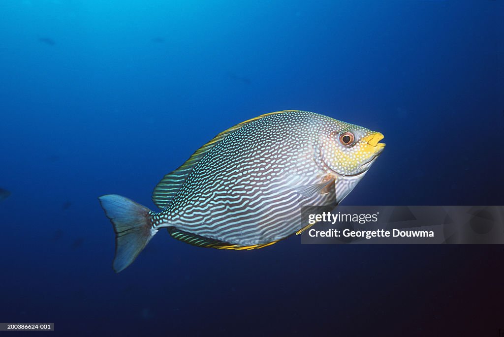 Maze rabbitfish (Siganus vermiculatus)