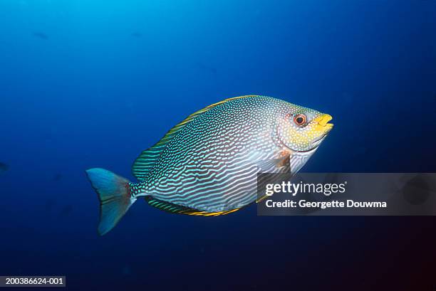 maze rabbitfish (siganus vermiculatus) - fish stock pictures, royalty-free photos & images