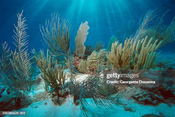 coral reef with gorgonians and soft corals (digital composite) - seabed stock pictures, royalty-free photos & images