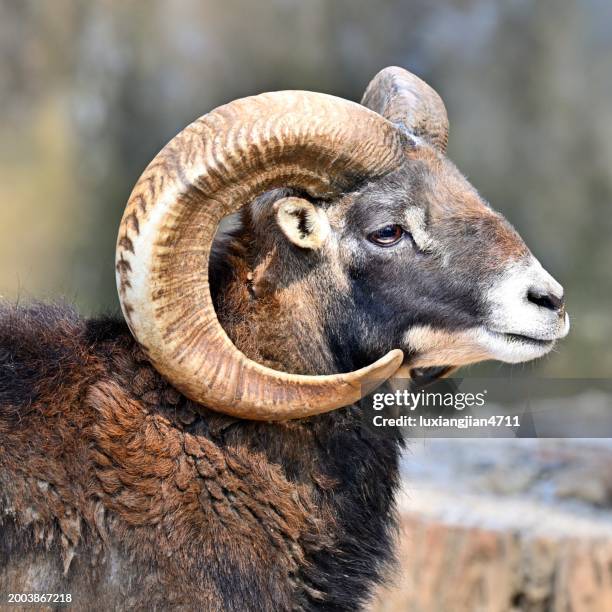 the head argali (bighorn sheep)(close-up) - argali stock pictures, royalty-free photos & images