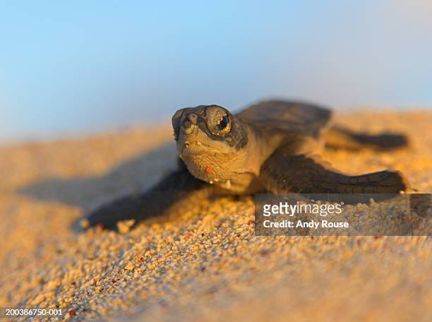 green turtle (chelonoa mydas), close-up - île de l'ascension photos et images de collection