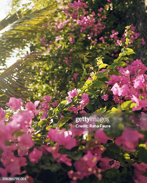 bougainvillea in sunlight - harbor island bahamas fotografías e imágenes de stock