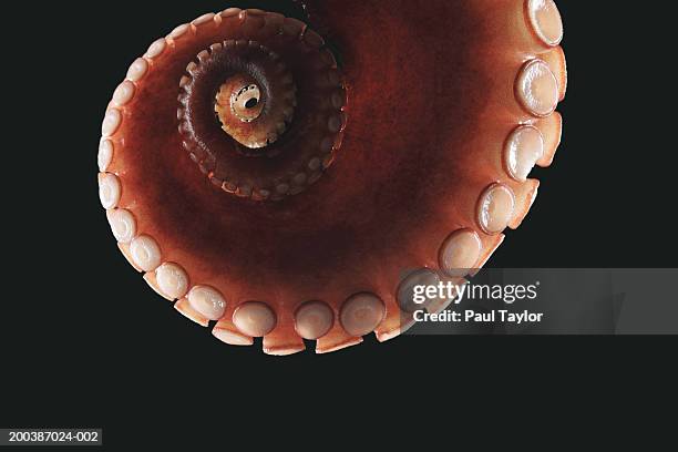 octopus tentacle, close-up - zuignap stockfoto's en -beelden