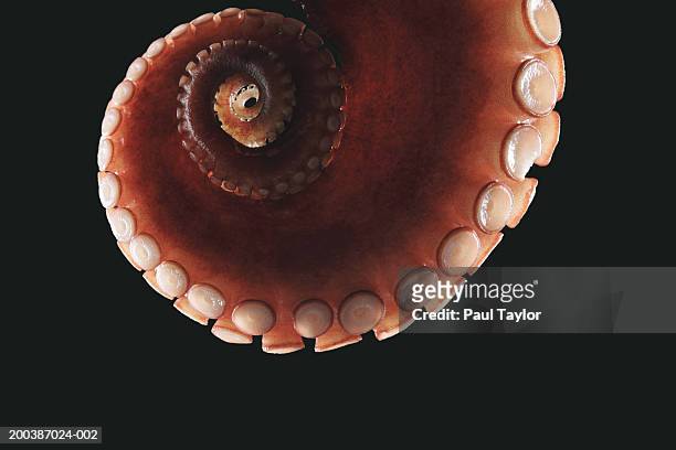 octopus tentacle, close-up - tentacle stock pictures, royalty-free photos & images