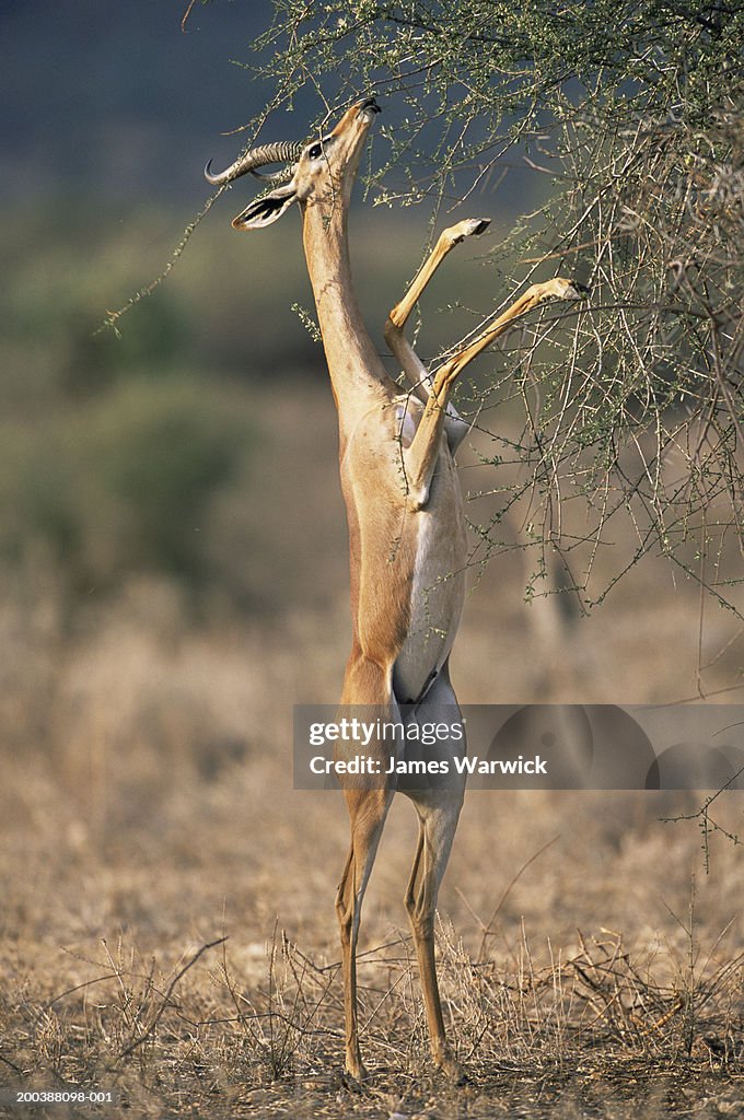 Kenya, Samburu National Reserve, gerenuk (Litocranius walleri)