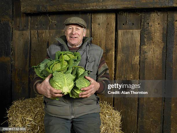 senior farmer holding armful of cabbages, smiling, portrait - green vegetables stock-fotos und bilder