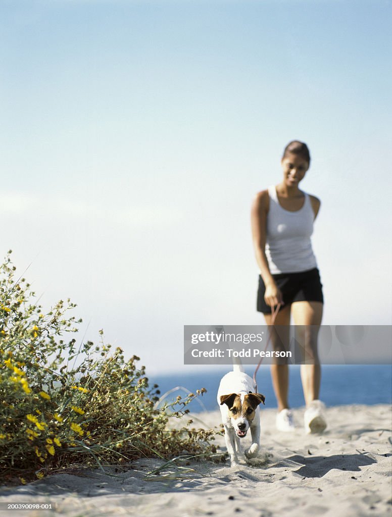 Young woman walking Jack Russell terrier on beach (focus on dog)