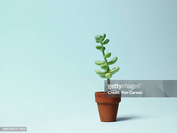 potted cactus plant - 鉢植え 無人 ストックフォトと画像