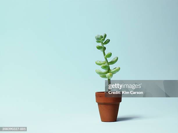 potted cactus plant - plant pot stockfoto's en -beelden