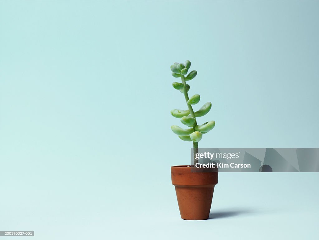 Potted cactus plant
