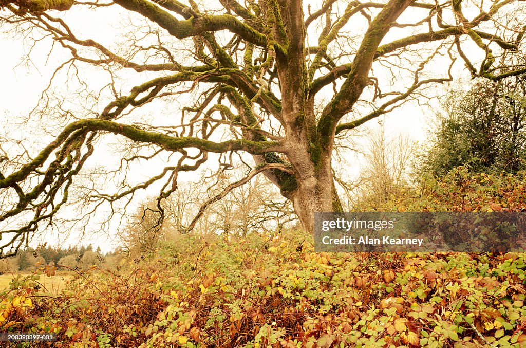 USA, Washington, Ridgefield Wildlife Refuge, Garry oak