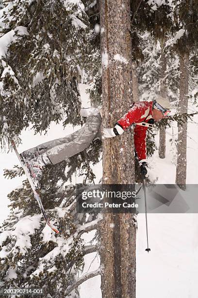 man hanging high up in tree, side view - funny snow skiing fotografías e imágenes de stock