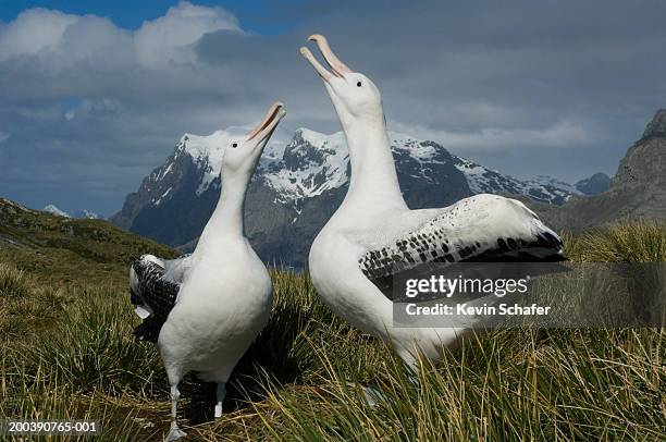 wandering albatross (diomedea exulans) displaying to each other - insel south georgia island stock-fotos und bilder