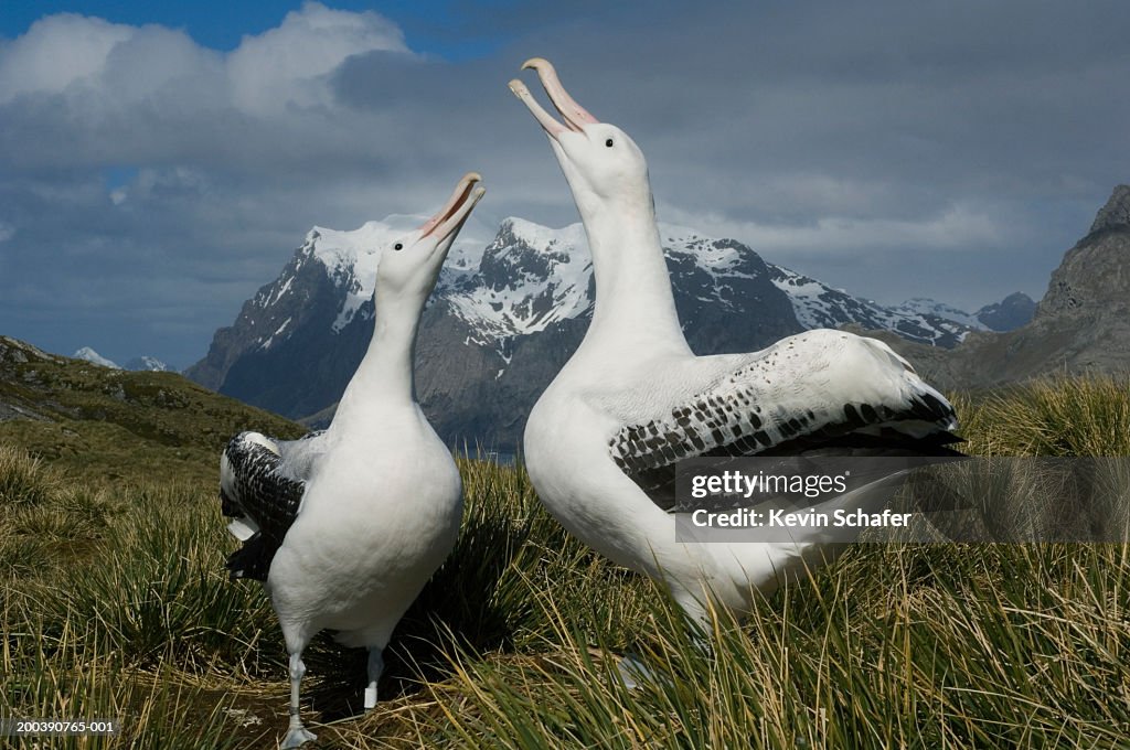 Wandering Albatross (Diomedea exulans) displaying to each other
