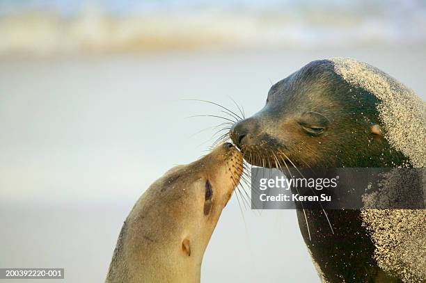 Two Galapagos sea lions kissing (Zalophus californianus wollebacki)