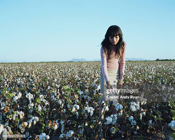 young woman bending to pick cotton in field - cotton field stock pictures, royalty-free photos & images