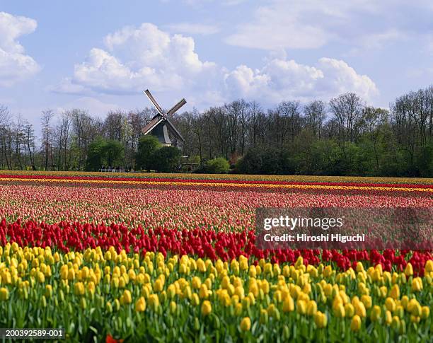 the netherlands, holland, keukenhof, windmill in tulip field - keukenhof gardens stock pictures, royalty-free photos & images