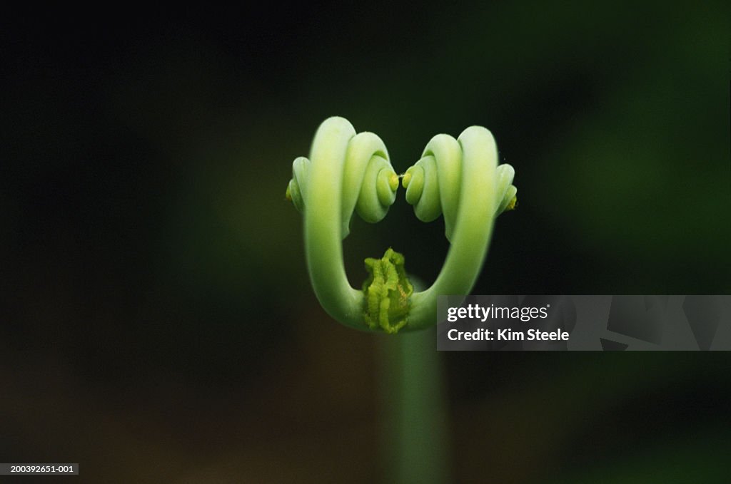 Belize, tiger fern unfolding, close-up (focus on fern)
