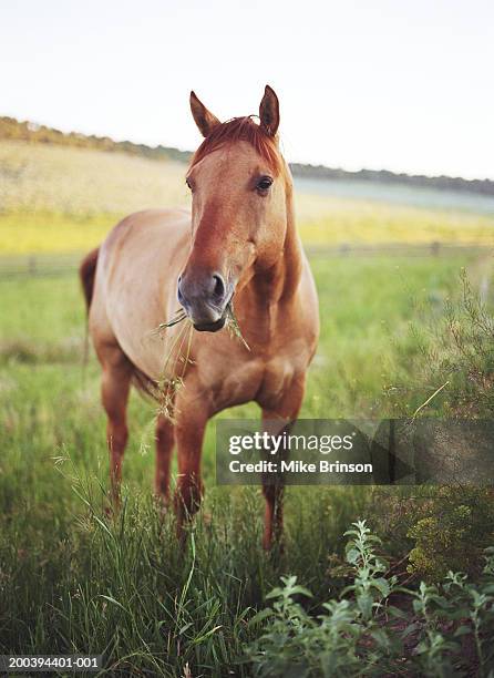 sorrel (chestnut) quarter horse gelding eating grass in meadow, autumn, close-up - kastanjebruin paardenkleur stockfoto's en -beelden