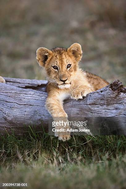 lion cub (panthera leo) lying on log - löwe großkatze stock-fotos und bilder