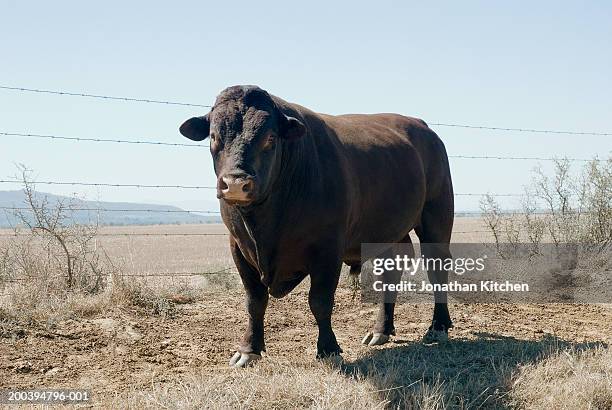 aberdeen angus bull standing by barbed wire fence - aberdeen angus stockfoto's en -beelden