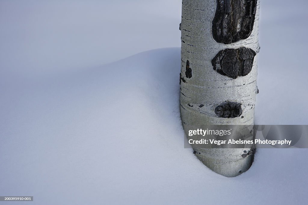 Aspen tree in snow, close-up