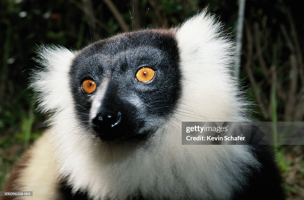 Black and White Ruffled Lemur (Varecia variegata), close-up