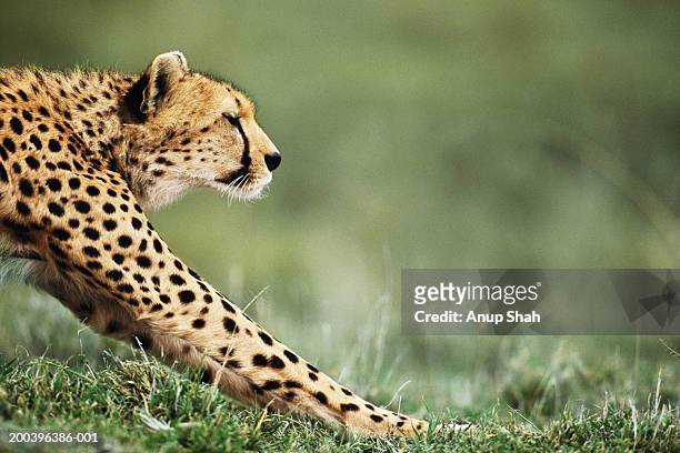 Cheetah Stretching Side View Closeup High-Res Stock Photo - Getty Images