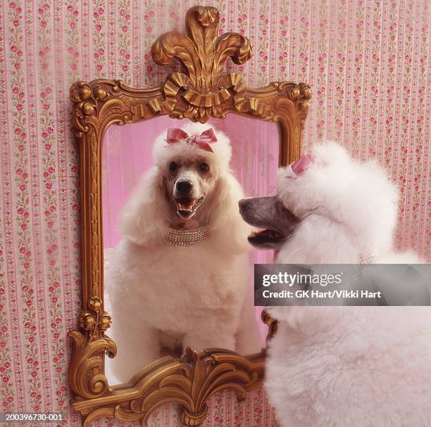 white poodle with reflection in  mirror in pink dressing room - pink vanity stock pictures, royalty-free photos & images