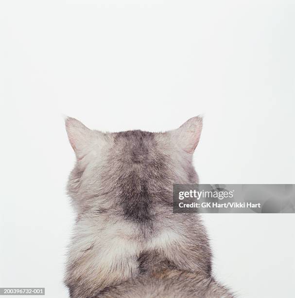 white cat against white background, rear view, close-up - cat back stock pictures, royalty-free photos & images