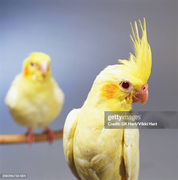 two cockatiels (focus on foreground) - cockatiel fotografías e imágenes de stock