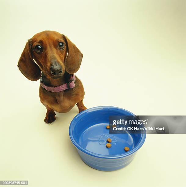 dachshund sitting by empty food bowl, elevated view - dog bowl fotografías e imágenes de stock