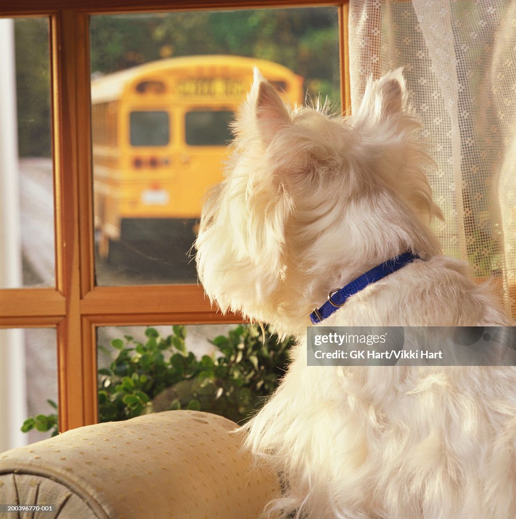 West Highland terrier looking out window at school bus, rear view