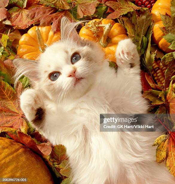 white cat laying on back amid autumn leaves and pumpkins - allongé sur le dos photos et images de collection