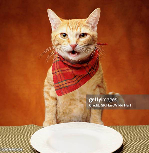 orange tabby cat at table wearing napkin around neck - großes halstuch stock-fotos und bilder