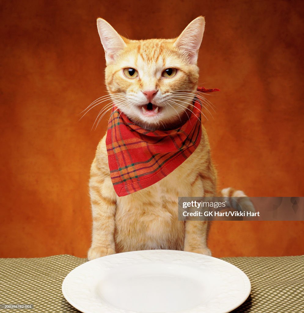 Orange tabby cat at table wearing napkin around neck