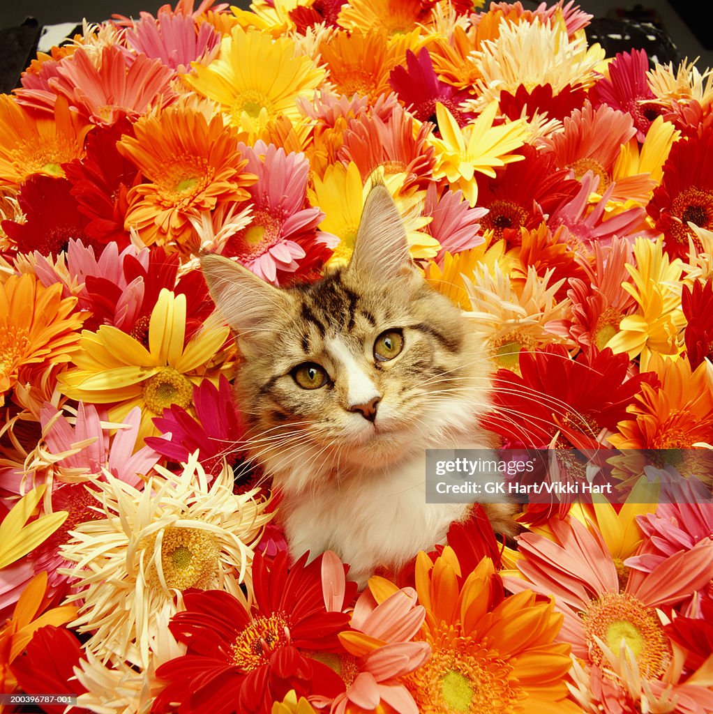 Maine coon cat amidst gerbera