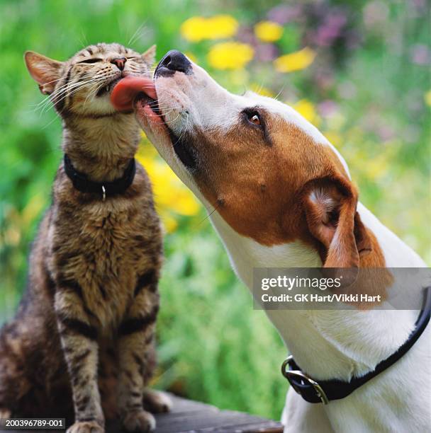 brown and white dog licking tabby cat - hund und katze stock-fotos und bilder