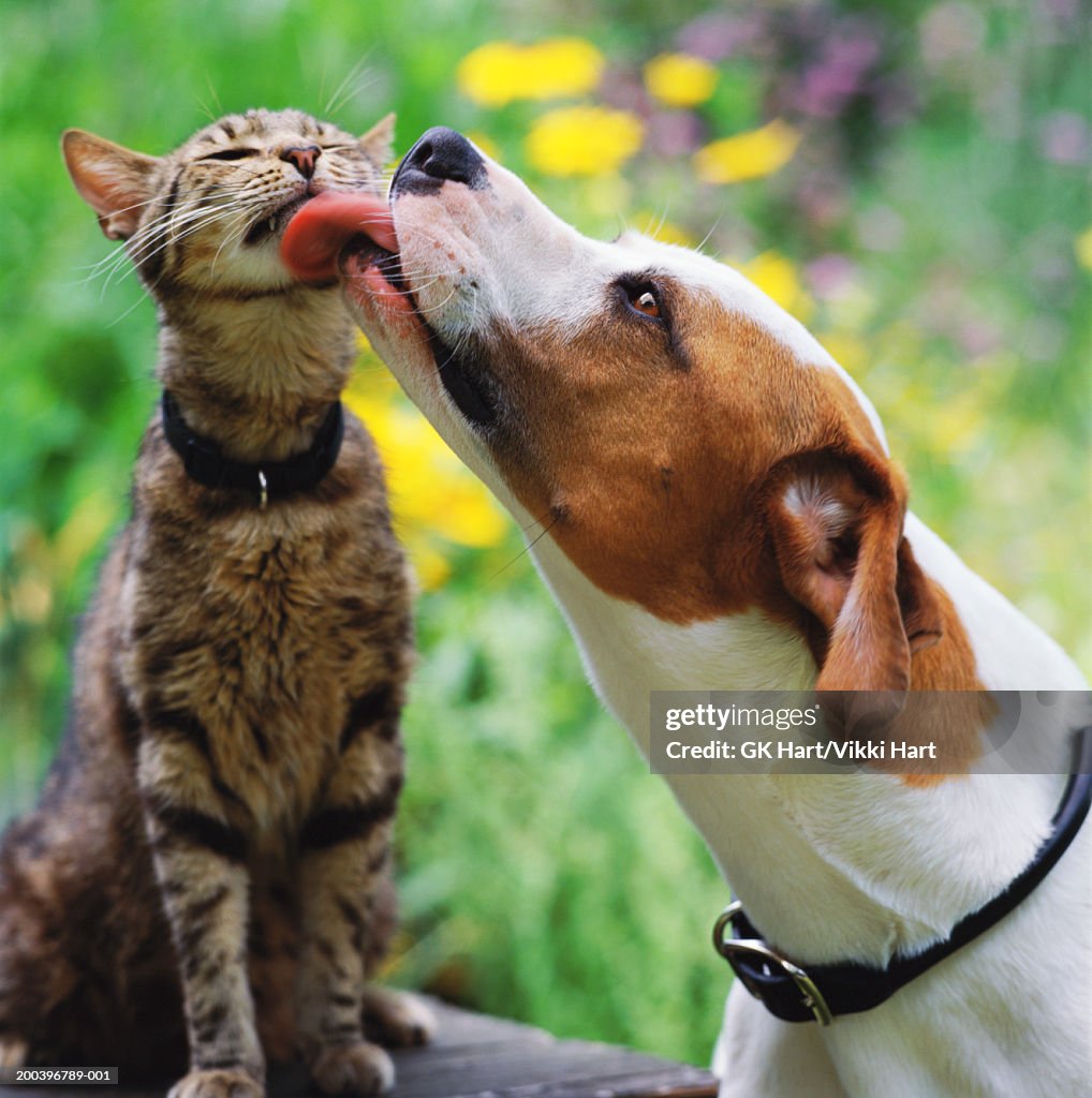 Brown and white dog licking tabby cat