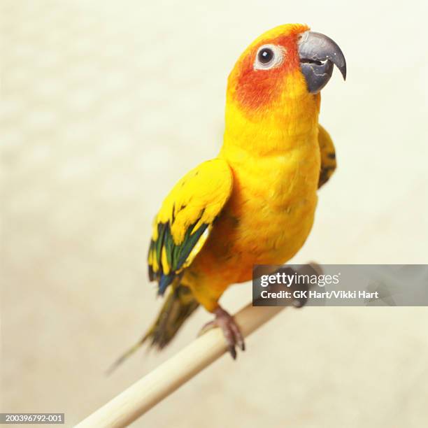 sun conure on perch - yellow perch stock-fotos und bilder