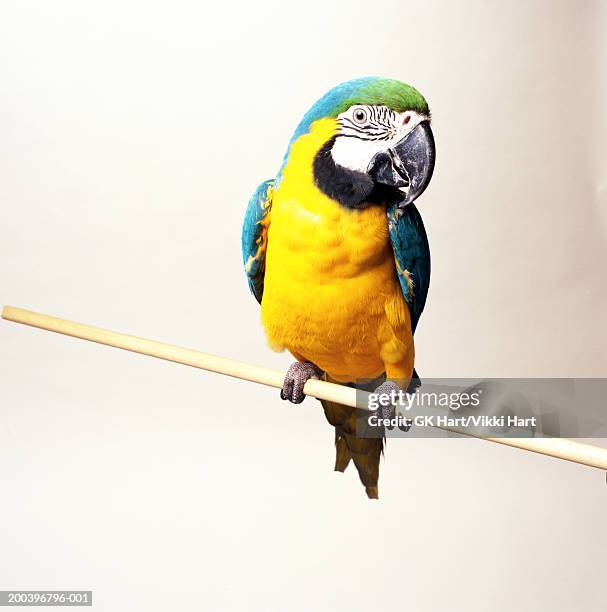 blue and gold macaw (ara araurana) on perch - loro fotografías e imágenes de stock