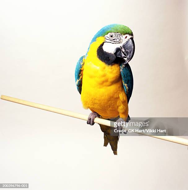 blue and gold macaw (ara araurana) on perch - perch foto e immagini stock
