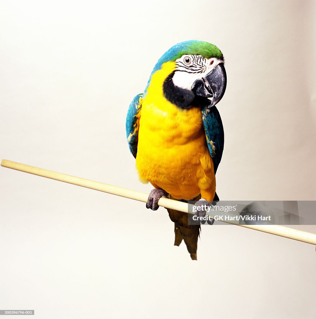 Blue and gold macaw (Ara araurana) on perch